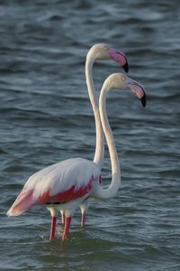 Bird in water