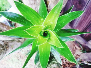 Close-up of plant