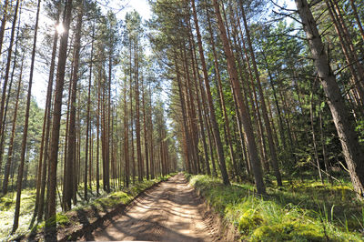 Footpath amidst trees in forest