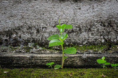 Close-up of small plant growing in farm