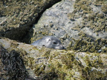 Close-up of seal on rock