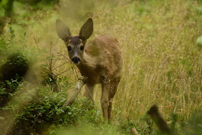 Deer standing on field