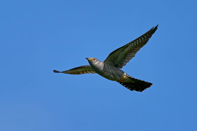 Low angle view of eagle flying in sky