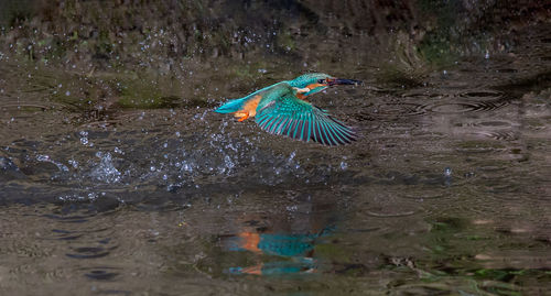 View of birds in lake