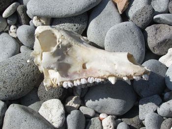 Directly above shot of dead animal skull on rocks during sunny day