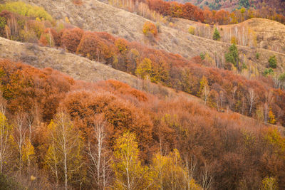 View of trees in forest during autumn