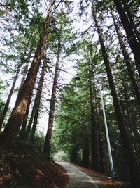 Footpath passing through forest