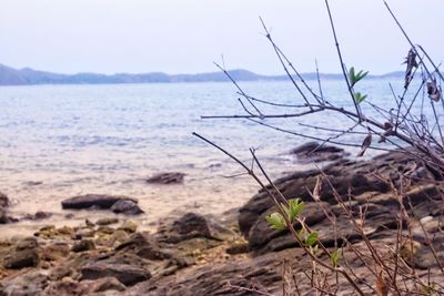 Close-up of plants on beach against sky