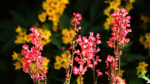 Close-up of pink flowers