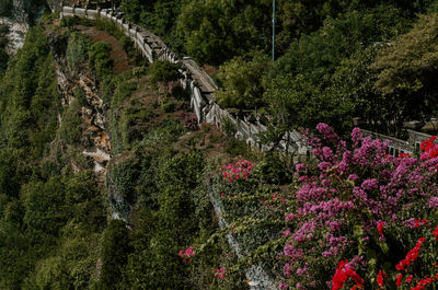 High angle view of trees in forest