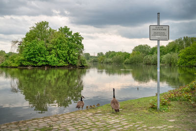 Birds on a lake