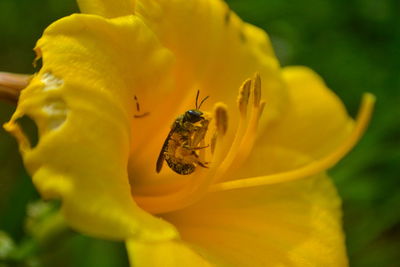 Close-up of bee on yellow flower