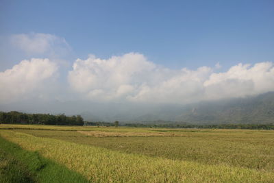 Scenic view of agricultural field against sky