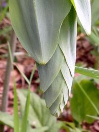 Close-up of plant