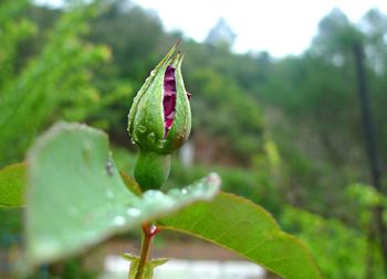 Close-up of plant