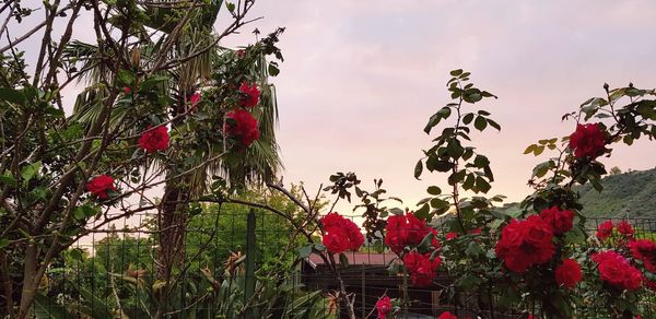 Close-up of red flowering plants against sky