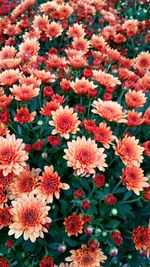 Full frame of red flowers blooming outdoors