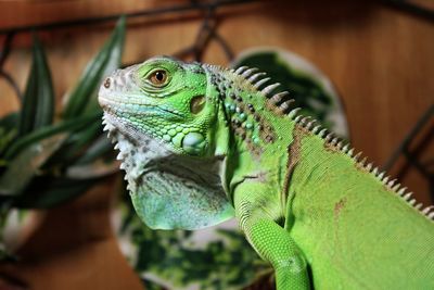 Close-up of green lizard