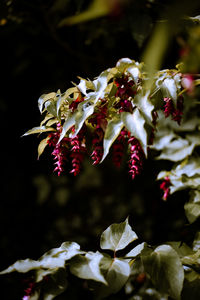 Close-up of red flowering plant