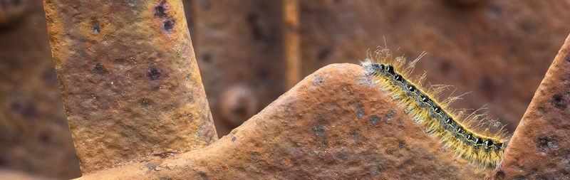 Close-up of insect