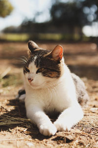 Close-up of a cat looking away