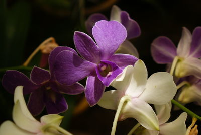 Close-up of purple flowers blooming outdoors