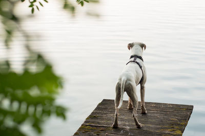 Dog standing on pier over lake