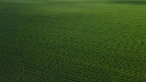 Full frame shot of agricultural field