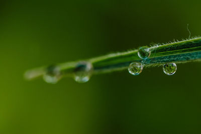 Close-up of water drops on blade of grass