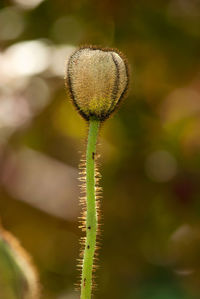 Close-up of flower bud