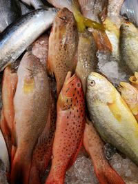 High angle view of fish for sale in market