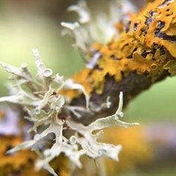 Close-up of leaves on plant