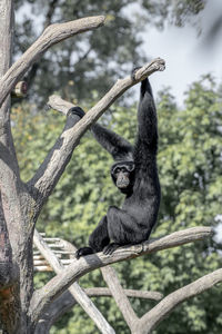 Monkey sitting on a tree