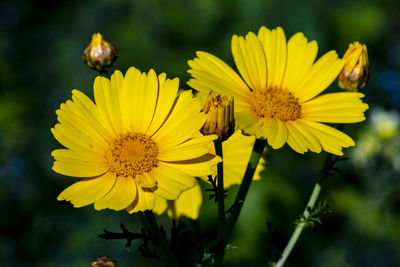 Close-up of yellow dandelion flowers