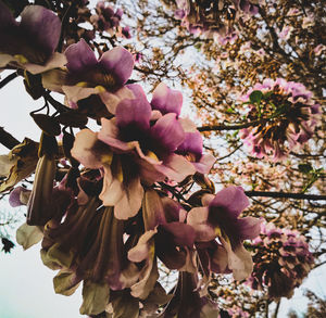 Close-up of pink flowers blooming on tree