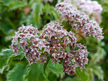 Close-up of pink flowering plant