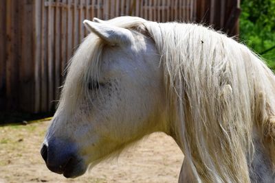 Close-up of horse in ranch