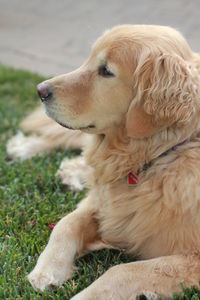 Close-up of dog sitting on grass