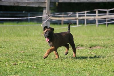 Dog running in field