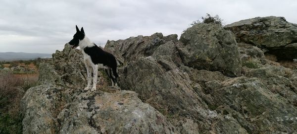 Dog standing on rock against sky