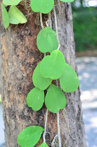 Close-up of green leaves on tree trunk