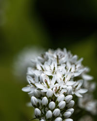 Close-up of white flowering plant