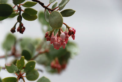 Close-up of red berries on tree