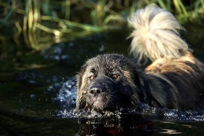 Portrait of dog drinking water