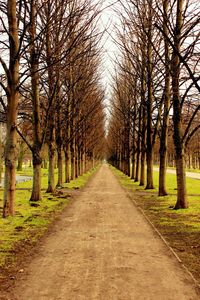 Footpath amidst trees