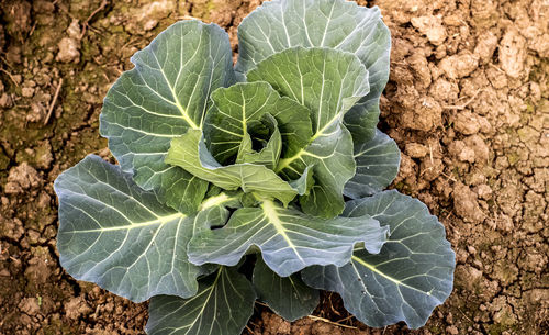 High angle view of leaf on field