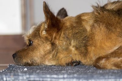 Close-up of dog resting at home