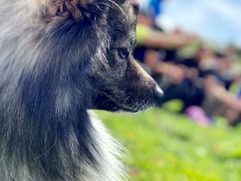 Close-up of dog looking away