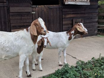 Goats by a stable