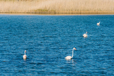 Flamingoes and swans swimming in lake